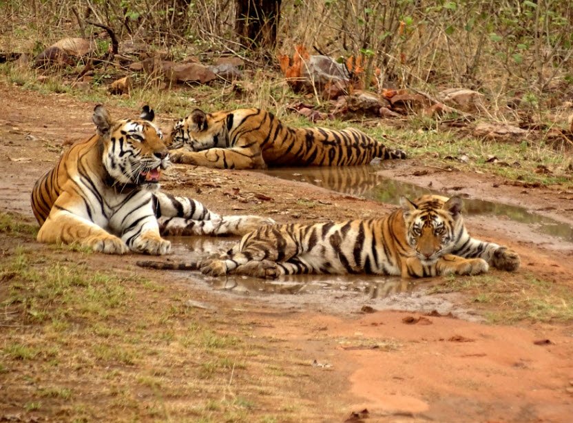 Panna Wildlife Sanctuary, Panna, Madhya Pradesh - Vushii.com Panna Wildlife Sanctuary, Panna, Madhya Pradesh - Vushii.com